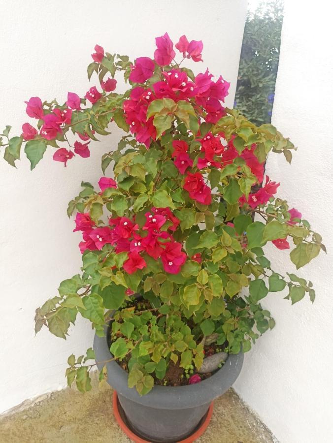 Casa Victoria Guest House La Galga Екстериор снимка